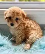 KCI Cockapoo Puppies Available for Sale in Lucknow, $ 86,000