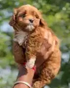 KCI Maltipoo Puppies Available for Sale in Lucknow, ₹ 86,000
