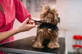Dog Grooming, Surat