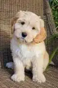 KCI Labradoodle Puppies for Sale in Lucknow, Rp 240,000