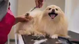 Dog Grooming, Chandigarh