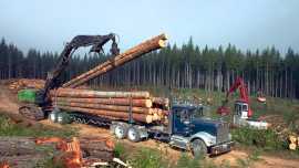 Supply Chain Issues in Lumber Industry, Taby
