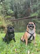 Your Pet-Friendly Home Away from Home in Atherton, Ravenshoe