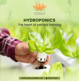 Mastering Sustainability: A Guide to Hydroponic, Hyderabad