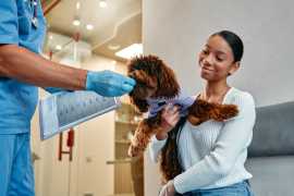 Aiding the Pet Groomers: Where Can You Learn Pet , Chicago
