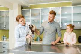 Meet-and-Greet with Pet Groomers: Why Does., Chicago