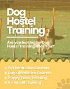 Top Dog Training School in Bangalore, Bengaluru