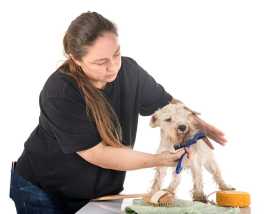 Pet Grooming Injuries: How Can Pet Groomers Treat , Chicago