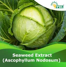 SEAWEED EXTRACT (ASCOPHYLLUM NODOSUM) | Peptech Bi, Delhi