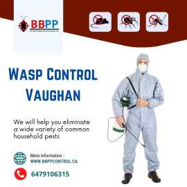 Wasp Control Services in Vaughan, Vaughan