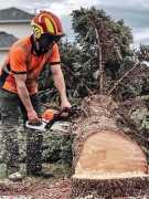 Tree Removal Edmonton, Edmonton