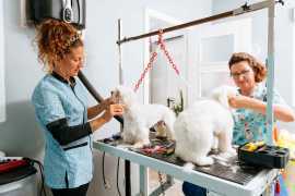 Explore Posh Pet Club in Chicago, Chicago