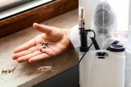 Professional Pest Control Services in Pimpri , Pune