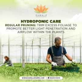 Troubleshooting Common Issues in Home Hydroponic, Hyderabad