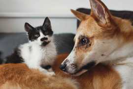 Embarking on Pet Grooming Journey: Understanding , Chicago