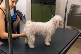 How Do You Make Your Pet Grooming Salon the Best , Chicago