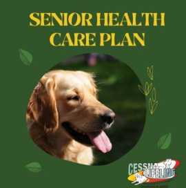 Senior Dog Health Care Plan, Bengaluru
