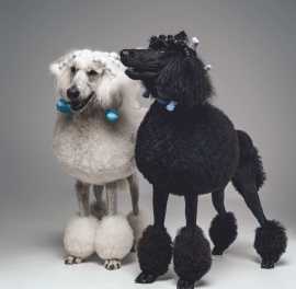 Poodle Grooming: Getting Started on the Right Paw, Chicago