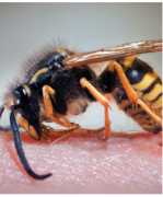 Wasp Control Expert London - Effective Solutions f, London