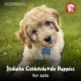 Indiana Goldendoodle Puppies for Sale: Temperament, Bedford