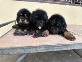 Tibetan Mastiff Puppies For Sale In Dehradun, ₹ 143,000