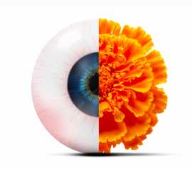 Marigold Extract Suppliers, $ 0