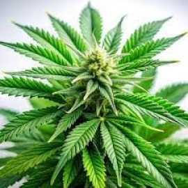 Marijuana Clones Online, $ 0