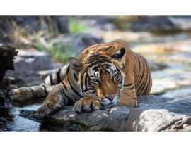 Heritage and Wildlife Tour - A Unique Indian Journ, Jaipur