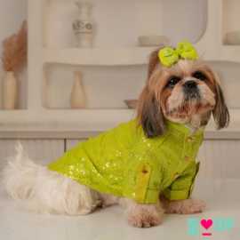 Traditional Dog Kurta Collection at Boof by Bella, New Delhi