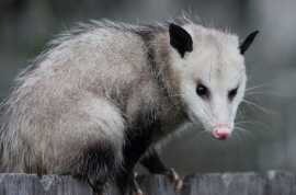 Possum Removal Sydney: Fast & Humane Solutions, Sydney