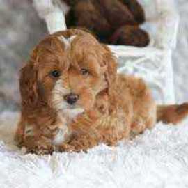 Goldendoodle Puppies For Sale In Surat, ₹ 185,500