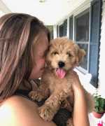 English Golden retriever: Quality Breeders in Indi, Bedford