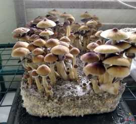 Explore Unique Characteristics of Melmac Mushroom, Elizabeth