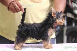 Yorkshire Terrier Puppies For Sale In Surat, ¥ 80,500