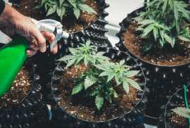  Marijuana Clones for Sale near me, $ 0