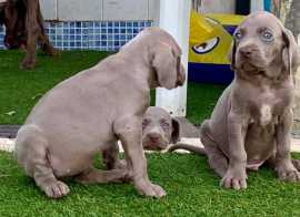 Weimaraner Puppies For Sale In Surat, $ 154,500