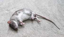 Dead Animal Removal Perth: True Pest Control, Perth