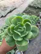 Buy Succulent Plants Online – Effortless Greenery , ₹ 49