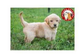 English Cream Mini Goldendoodles:Playful Companion, Bedford