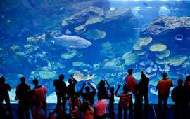 Dubai Mall Aquarium Offers, Dubai