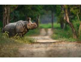 Kaziranga National Park: Explore Assam's Wild Heri, Jaipur