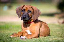 Rhodesian Ridgeback Puppies For Sale In Surat, ₹ 79,500