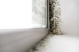 Black Mold Tests: Safety with Funguy Inspections, Los Angeles