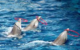 Dubai Dolphinarium Tickets, Dubai