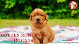 Golden Retriever Indiana: Healthy, Playful Puppies, Bedford