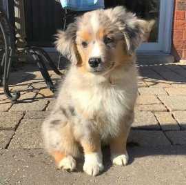 Australian Shepherd Puppies For Sale In Surat, ₹ 463,500