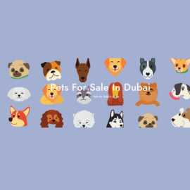 Stress-Free Pet Relocation in Dubai, International City