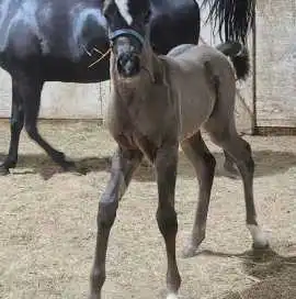 HU EL SHAIMAAN – Classic Elegance with Breeding Po, Hubbard