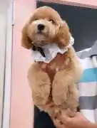 KCI Goldendoodle Puppies for Sale in Lucknow, Rp 160,800