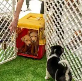 Dog Hostel, Surat